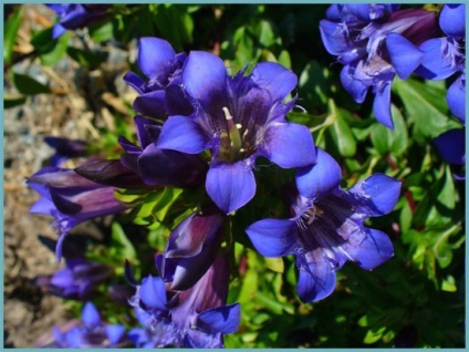 Gentian plantare și îngrijire în teren deschis, fotografie, varietate de reproducere, cultivare și combinație în