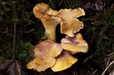 Ciuperci de chanterelles (lat cantharellus)