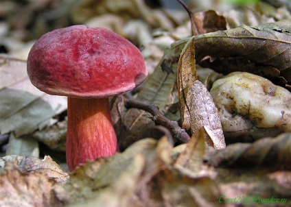 Ciupercă de vierme în care crește, descriere, roșu, alte specii, cum arată fals,
