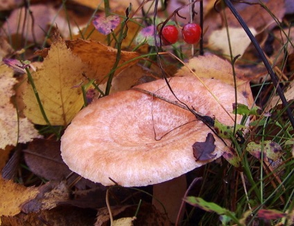 Volnushki gomba - fotó, leírás