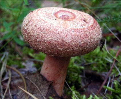 Descrierea pistruiului din ciuperci, beneficiu și rău, aplicare, fotografie