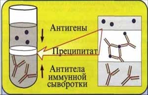 Immunológiai reakciók kimutatására specifikus antigének - studopediya