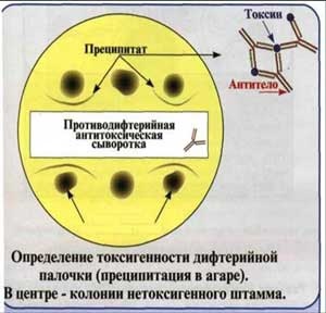 Reacții imunologice de detectare a antigenelor specifice - stadopedia