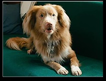 Indy játszott szerepének mentő kutyák húgyhólyag televíziós sorozat „Öt perc csend”