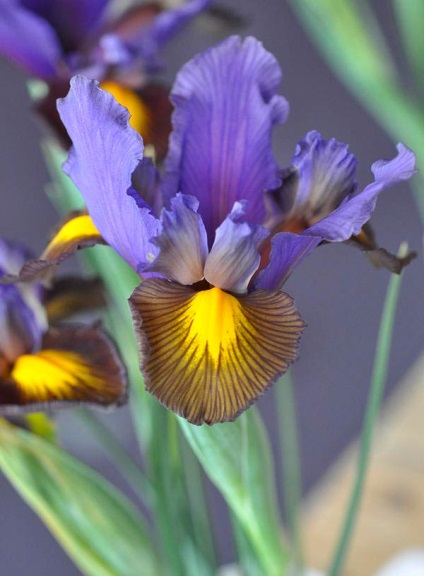 Irisurile au dispărut, ce să fac în continuare în ceea ce privește îngrijirea adecvată a irizilor după înflorire -