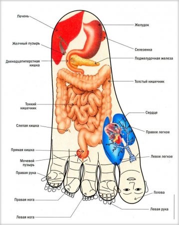 Terapia de yoga pentru picioarele plate - instruirea instructorilor în yoga, formarea cadrelor didactice