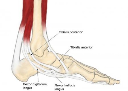 Terapia de yoga pentru picioarele plate - instruirea instructorilor în yoga, formarea cadrelor didactice