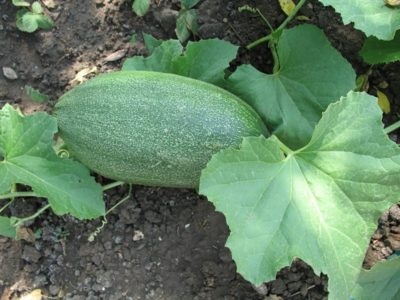 Zucchini - proprietăți utile și caracteristici de aplicare