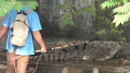 Cadre din care părul se află pe capăt, ca și cum ar obține o piele de crocodil (video)