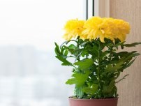 Hogyan alakítsuk át a holland virágok után vásárol virágot a házban (villa)