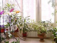Cum să adaptați florile olandeze după cumpărare, flori în casă (gospodărie)
