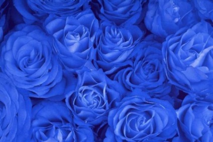 Cum erau trandafirii albaștri