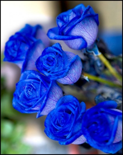 Cum erau trandafirii albaștri