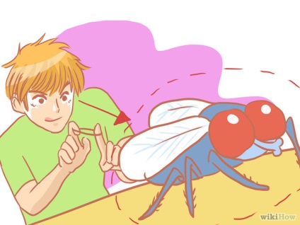 Cum să ucizi rapid o muscă