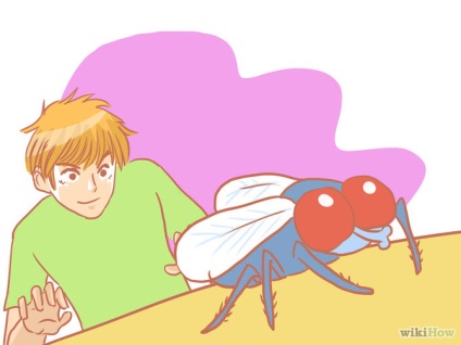 Cum să ucizi rapid o muscă