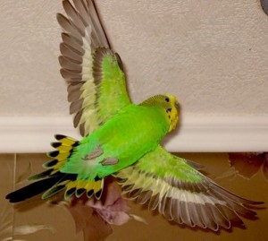 Cum pentru papagalii ondulați face camera în siguranță