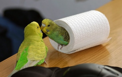 Cum pentru papagalii ondulați face camera în siguranță
