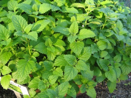 Ce plante resping moliile cu mirosul de tansy, frunze de dafin, lavanda, pelin, geraniu