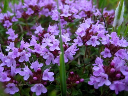 Ce plante resping moliile cu mirosul de tansy, frunze de dafin, lavanda, pelin, geraniu