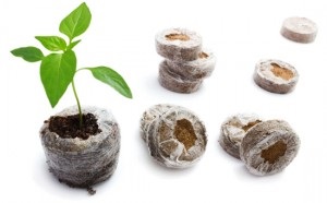 Cum se utilizează pastile de turbă în plante în creștere, lumea verde