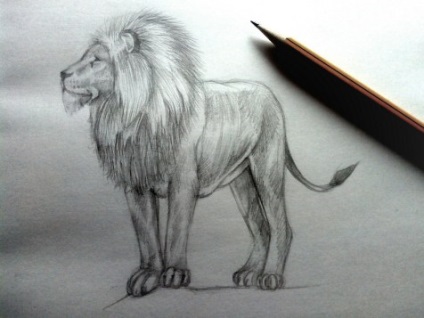 Hogyan kell felhívni egy oroszlán ceruza lépésről lépésre bemutató kezdőknek