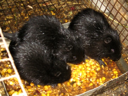 Néhány gabona, így nutria