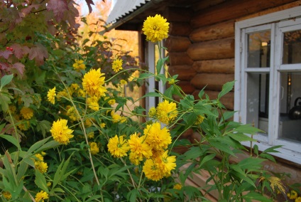 Cum să aranjați o cabană de vară dacha amnistii-casa ta în sat