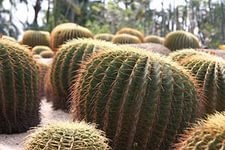 Melyik alapozó kaktuszok