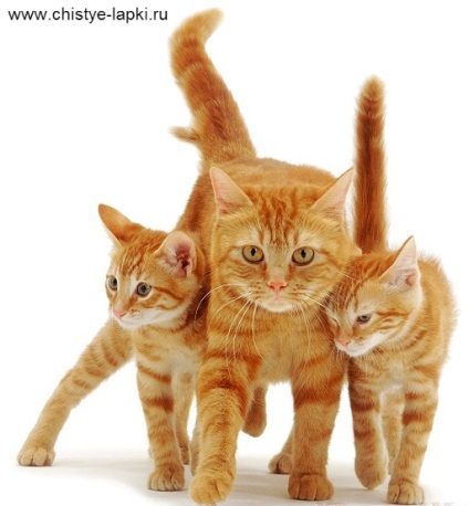 Ce rasă de roșu pisică elementele lor și de energie