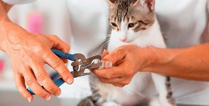 Cum să tăiați corect ghearele unei pisici și dacă este necesar să o faceți - lumea feminină
