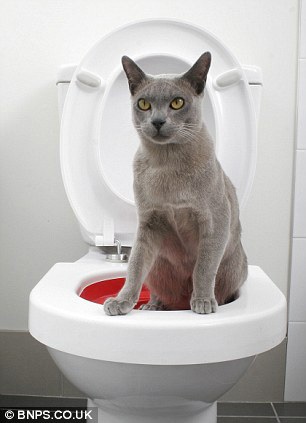 Cum să obișnuim pisica la toaletă