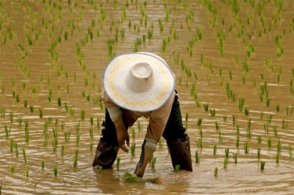 Cum creste orezul in Asia