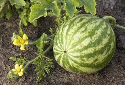 Cum de a salva un pepene verde înainte de noul an