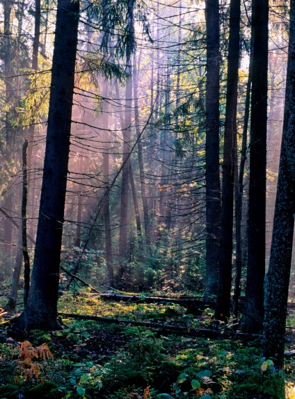 Hogy a tartalék „Bryansk Forest”