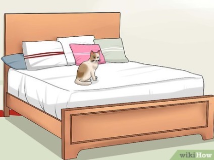 Cum să calmezi o pisică în timpul focurilor de artificii