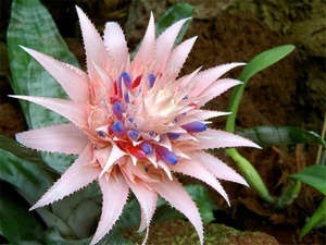 Hogyan törődik bromeliads otthon - Bromeliad - otthoni gondozást