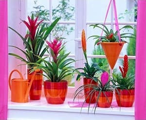 Hogyan törődik bromeliads otthon - Bromeliad - otthoni gondozást