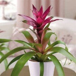 Hogyan törődik bromeliads otthon - Bromeliad - otthoni gondozást