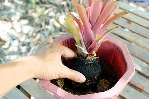 Hogyan törődik bromeliads otthon - Bromeliad - otthoni gondozást