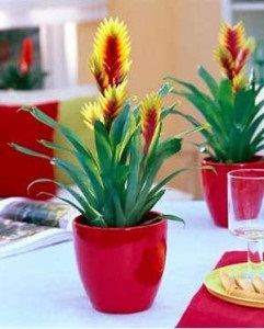 Hogyan törődik bromeliads otthon - Bromeliad - otthoni gondozást