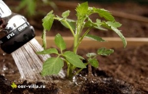 Cum să îngrijești corect tomatele