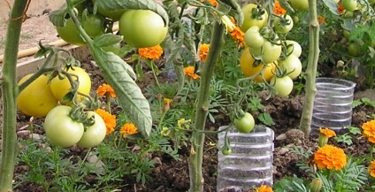 Как да се грижим за домати през август