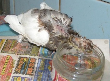 Cum să hrăniți un porumbel de porumbei acasă