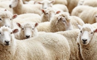Cum să câștigi primul milion pe oi de reproducție