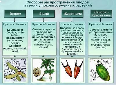 Cum ajuta animalele să răspândească semințele de plante