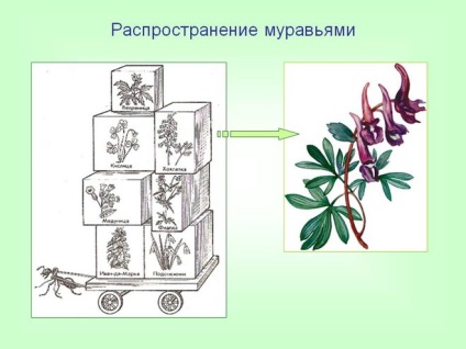 Cum ajuta animalele să răspândească semințele de plante