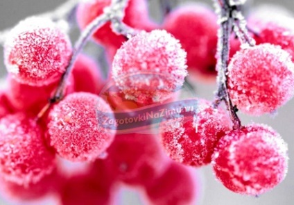 Kalina roșu pentru iarnă cele mai bune rețete cu o fotografie