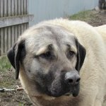 Kangal Voi cumpăra un kangal ieftin, o voi da înapoi, voi vinde un kangala ieftin gratuit (foto), aici poți