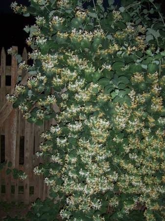 Caprifol - flori de gradina
