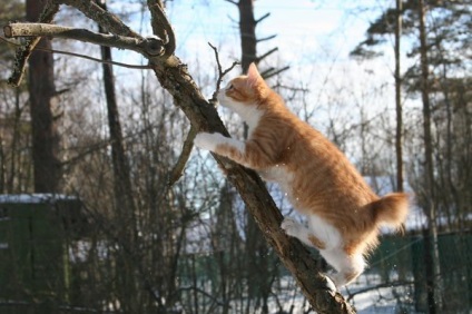 Karjalai Bobtail macska fajta szobatudós, fotók